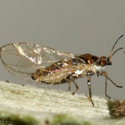 Trioza urticae
